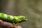 Male Fiji banded iguana, Brachylophus fasciatus, natural background.