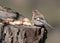 The male finch sits on a forest feeder