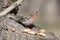 The male finch sits on a forest feeder