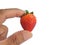 Male fingers holding fresh strawberries. isolate cut out white background