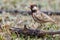 Male Fischer\'s Sparrow-Lark - Eremopterix leucopareia