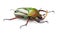 Male Flamboyant Flower Beetle