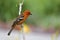 Male Flame-colored Tanager, Piranga bidentata, perched on small branch