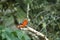 Male flame-colored Tanager stripe-backed tanager portrait in natural environment