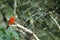 Male flame-colored Tanager stripe-backed tanager portrait in natural environment