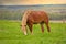 A Male Flaxen Chestnut Horse Stallion Colt Grazing in a Pasture Meadow with a Golden Sunset