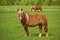 A Male Flaxen Chestnut Horse Stallion Colt Looks Up Towards Camera While Grazing in Pasture