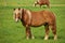 A Male Flaxen Chestnut Horse Stallion Colt Looks Up Towards Camera While Grazing in Pasture