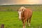 A Male Flaxen Chestnut Horse Stallion Colt Walking Through a Pasture Meadow