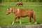 A Male Flaxen Chestnut Horse Stallion Colt Walking Through a Pasture Meadow between grazing