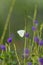 Male Florida White butterfly Appias drusilla perches on a purple flower