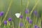 Male Florida White butterfly Appias drusilla perches on a purple flower