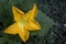 Male flower of a pumpkin plant in bloom