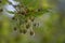 Male flowers of the common beech tree Fagus sylvatica hanging on the branch between young green leaves in spring, copy space,