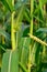 Male flowers of corn