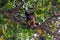 A male flying fox hangs upside down in a tree in Asia