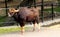 Male forest buffalo in an indian zoological park