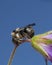 Male fork tailed flower bee, Anthophora furcata resting on wood cranesbill