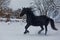 Male Friesian horse beautiful black contrast on white snow