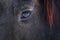 Male Friesian horse eye detail