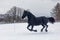 Male Friesian horse gallops through the snowy landscape