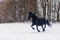 Male Friesian horse running across a snowy pasture