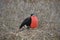 Male Frigate Bird from Galapagos