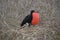 Male Frigate Bird from Galapagos