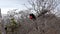 Male frigate bird preens himself in branches