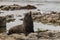 Male fur seal basking