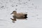 Male Gadwall   close up in profile