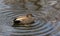 Male Gadwall duck