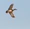 Male Gadwall duck in flight
