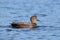 Male Gadwall duck swimming on a blue lake