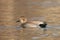 Male Gadwall duck swimming on a lake at dusk