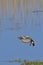 Male gadwall landing