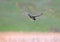 Male gadwall Mareca strepera  flight