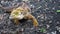 Male Galapagos land iguana walks to a broken plant and eats it