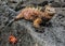 A male of Galapagos Marine Iguana resting on lava rocks