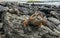 A male of Galapagos Marine Iguana resting on lava rocks Amblyrhynchus cristatus.