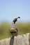 Male Gambel\'s(california) Quail