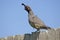 Male Gambel\'s(california) Quail