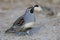 Male Gambel`s Quail