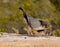 Male Gambel\'s Quail