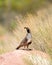 Male Gambel`s Quail on sandstone boulder looking over his shoulder