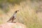 Male Gambel`s Quail standing on boulder watching for danger