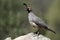 Male Gambel`s Quail on Watch