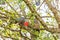 Male Gang-gang cockatoo - Australian native bird