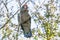 Male Gang-gang cockatoo geeding on red berries - Australian native bird