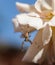 Male Garden Spider